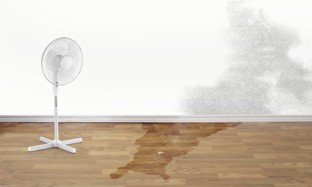 Best Carpet water damage restoration  in North Westport, MA